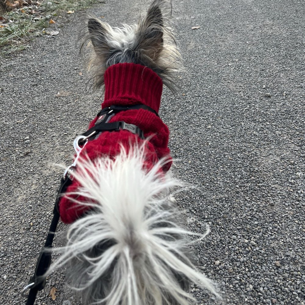 Hundetreffen-Hundekontakte-Profilbild