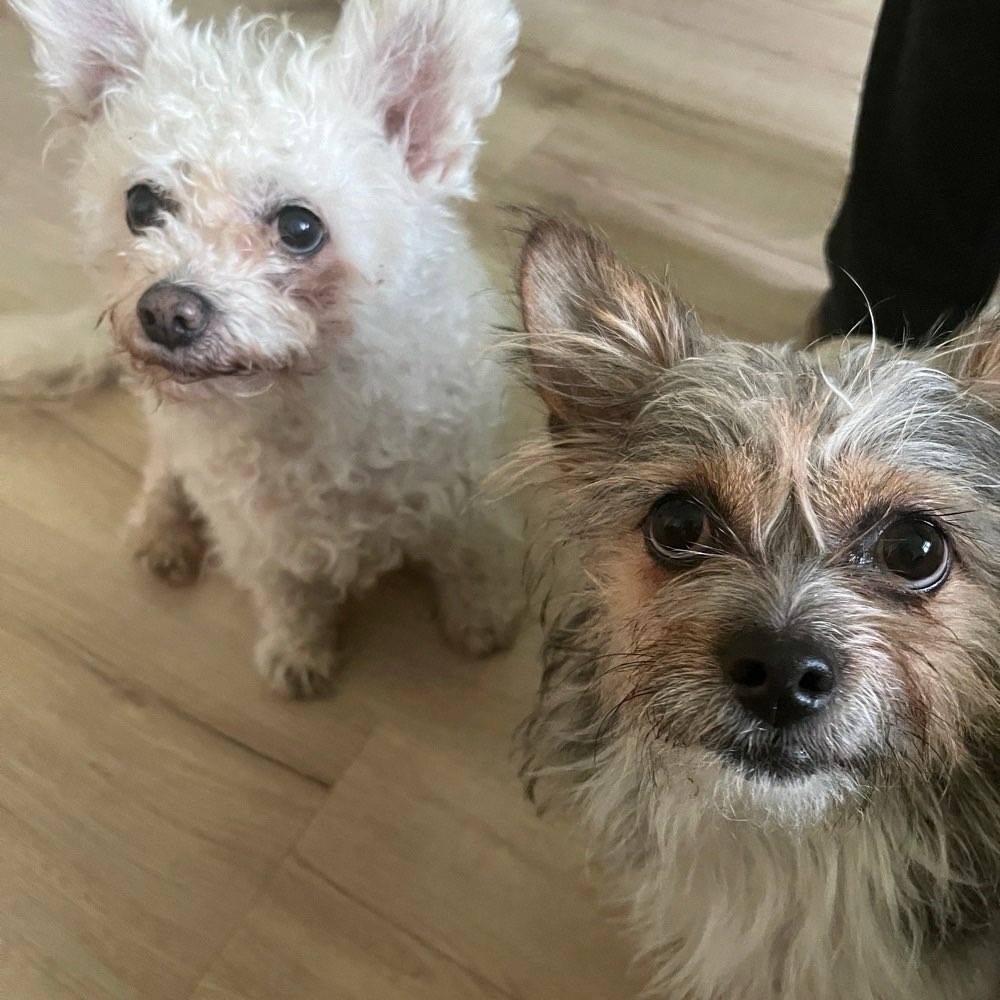 Hundetreffen-Spielrunde-Profilbild