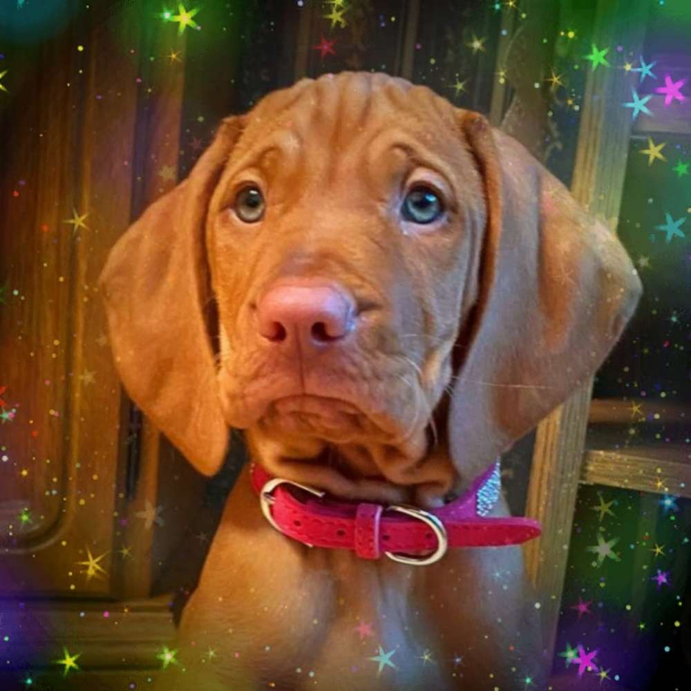 Hundetreffen-Welpentreffen,Wuppertal und Umgebung-Profilbild