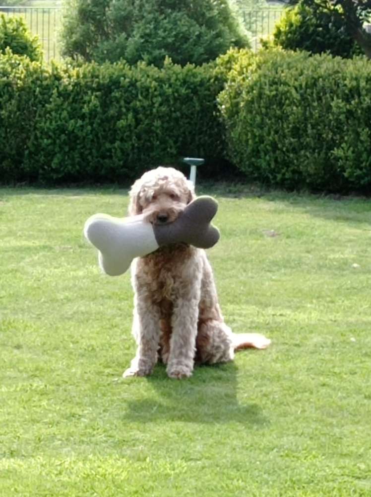 Hundetreffen-Spielfreundin gesucht-Profilbild