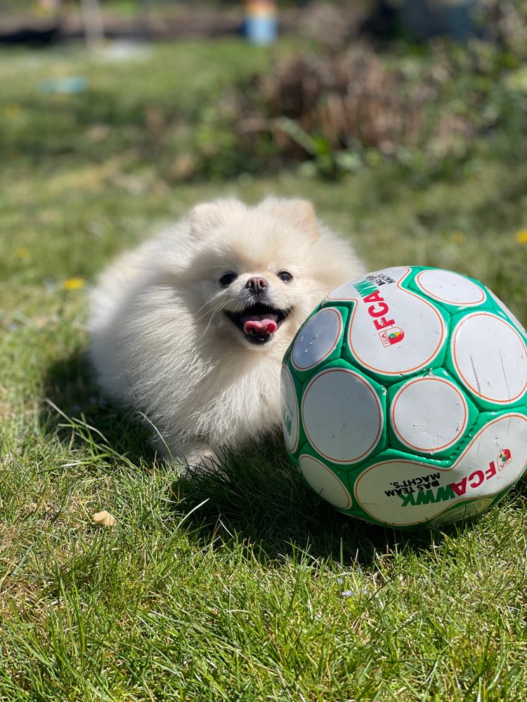 Hundetreffen-Social Walk-Profilbild