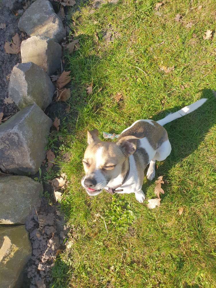 Hundetreffen-Gassirunde / Hundetreff-Profilbild