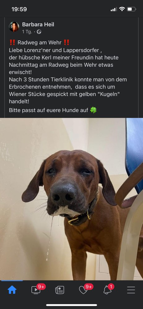 Giftköder-Wiener mit gelben Kugeln gespickt-Profilbild