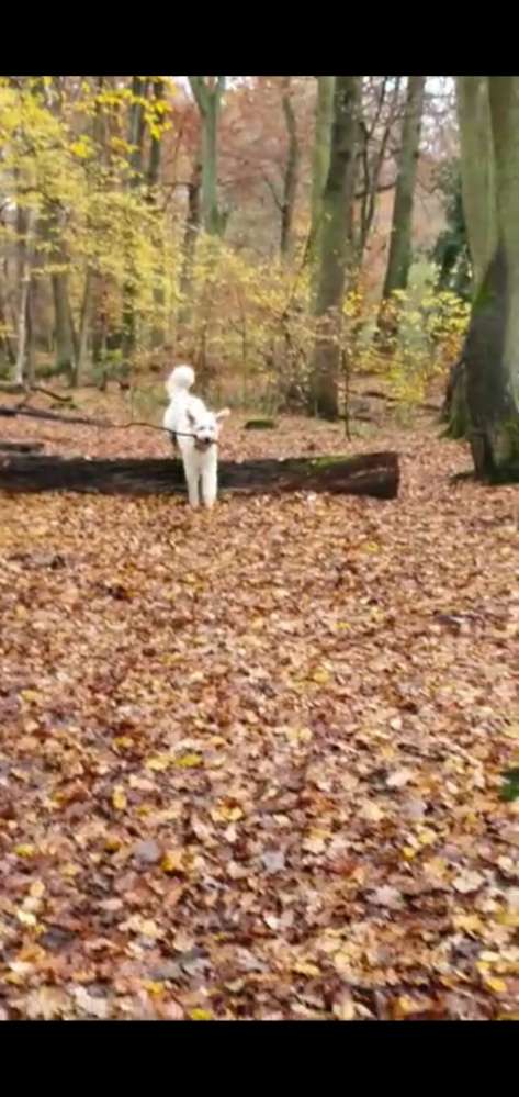 Hundetreffen-Treffen in Düsseldorf-Süd-Profilbild