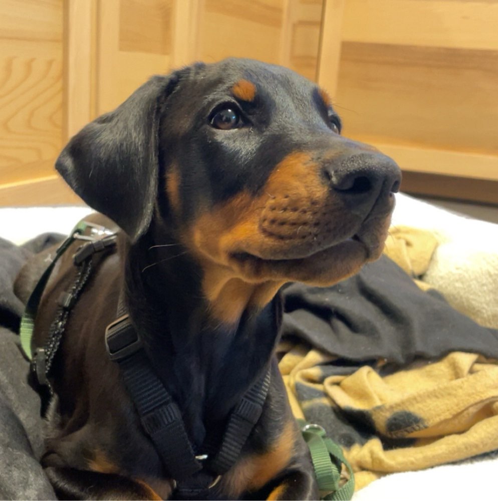 Hundetreffen-Welpentreffen in Schönefeld und Umgebung-Profilbild