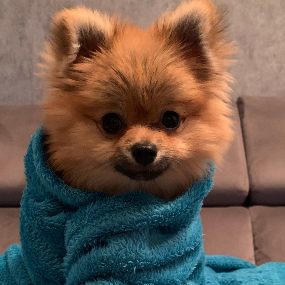 Hundetreffen-Pomeranian Spitz treffen-Profilbild