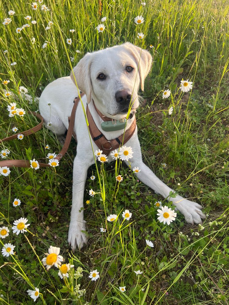 Hundetreffen-Freilauf spielen-Profilbild