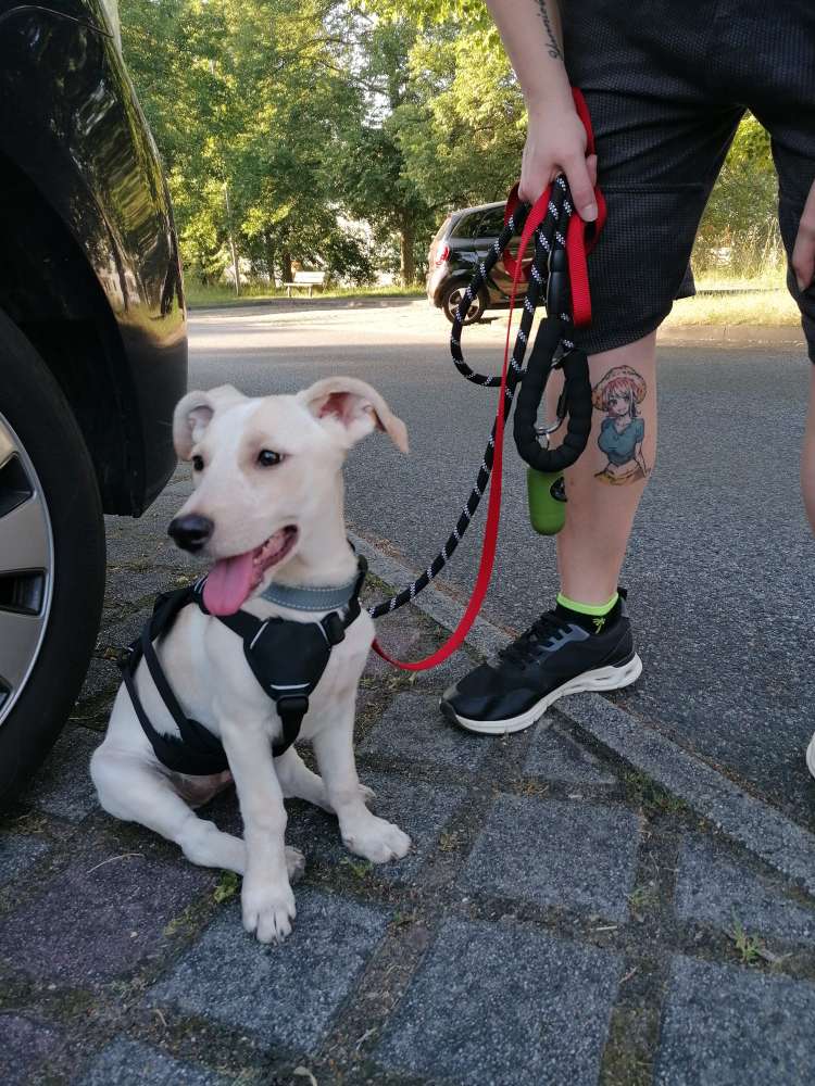 Hundetreffen-Neue Kontakte/Freunde kennen lernen-Profilbild
