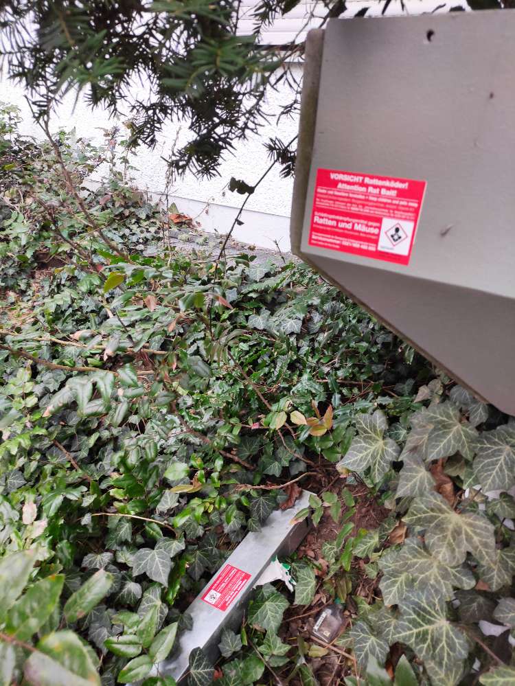 Giftköder-Rattengiftköder im ganzen Gebiet-Profilbild