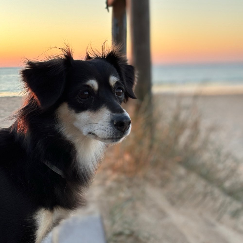 Hundetreffen-Souveränen Gassipartner gesucht 🐶🤞🏽-Profilbild