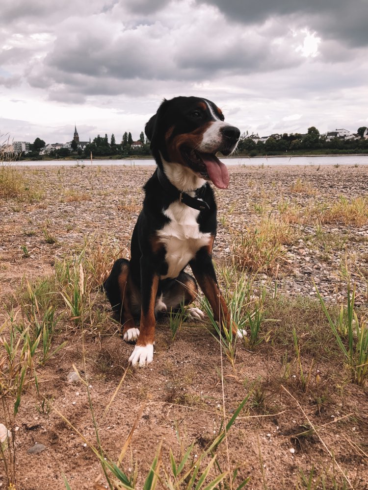 Hundetreffen-Social Walk im Kölner Süden-Profilbild