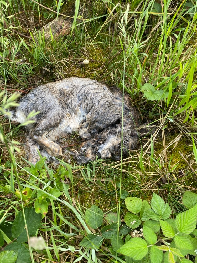Giftköder-Triggerwarnung Tiersterben / tote Tiere-Profilbild