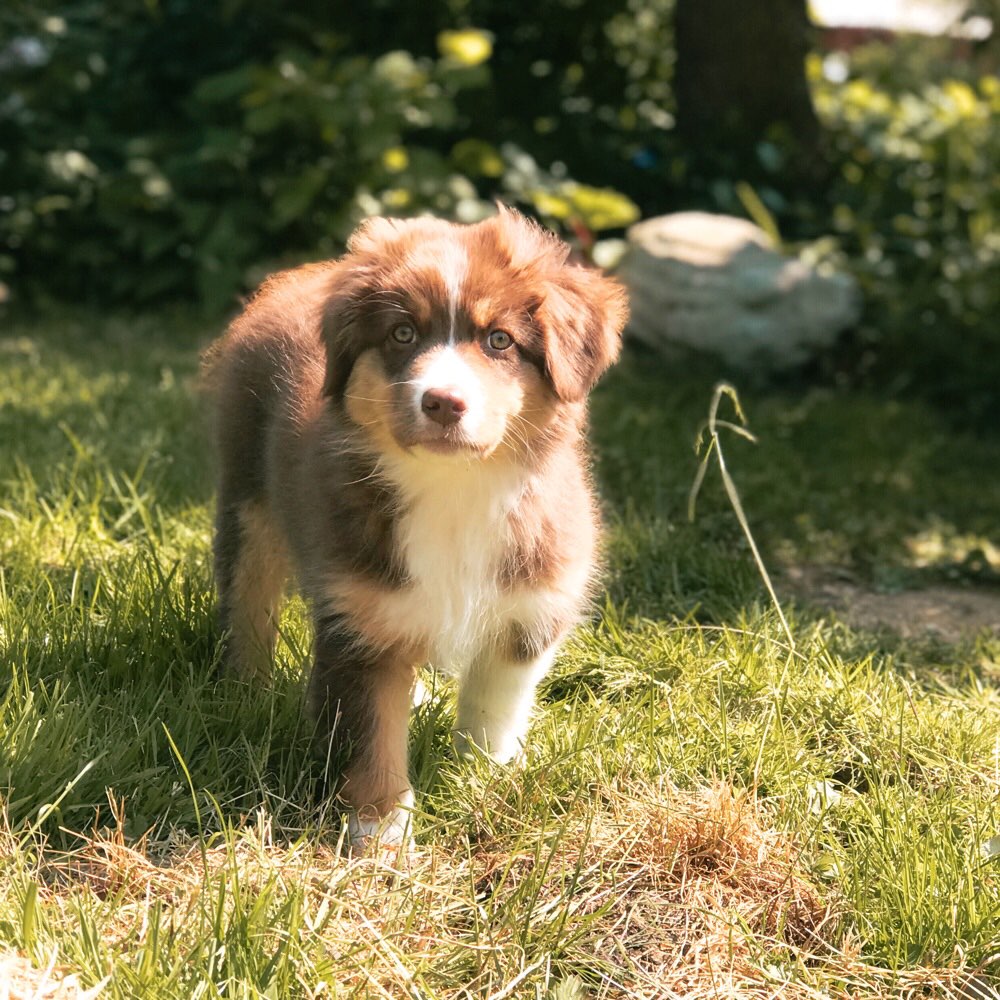 Hundetreffen-Hundetreff in Bergisch Born-Profilbild