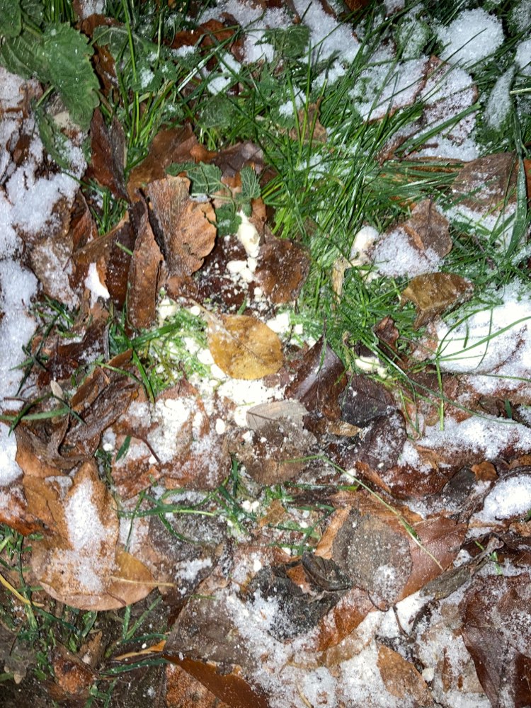 Giftköder-Möglicher Giftköder-Profilbild