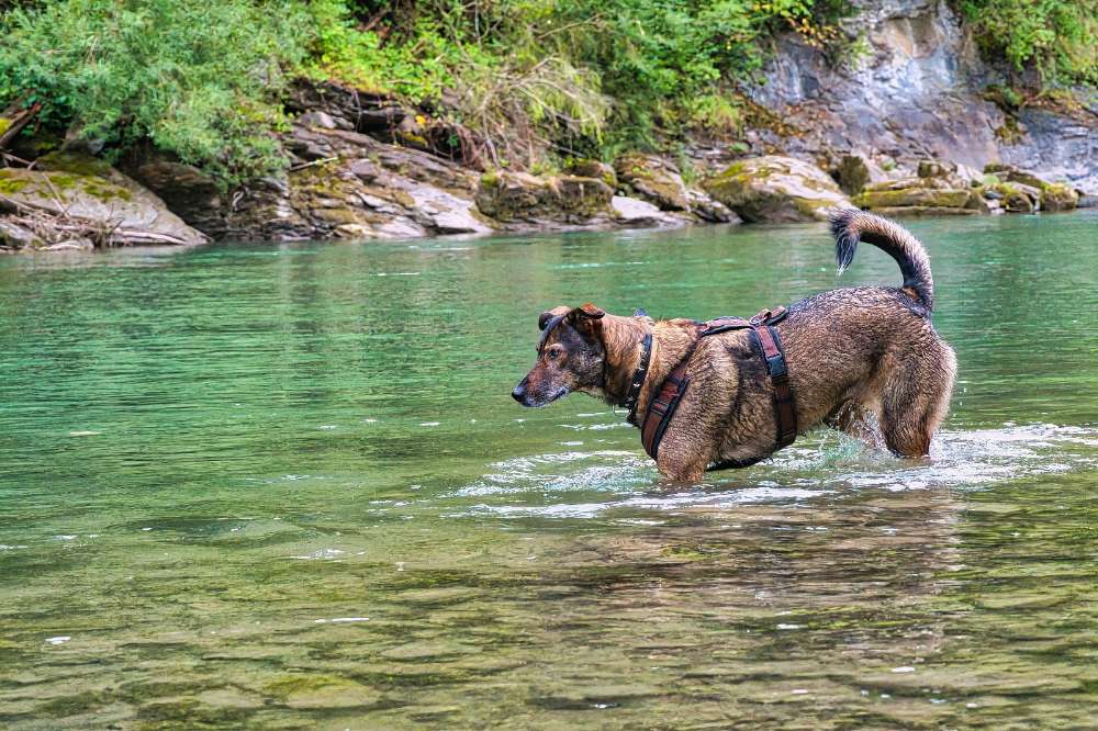 Hundetreffen-Gemeinsame Spaziergänge-Profilbild