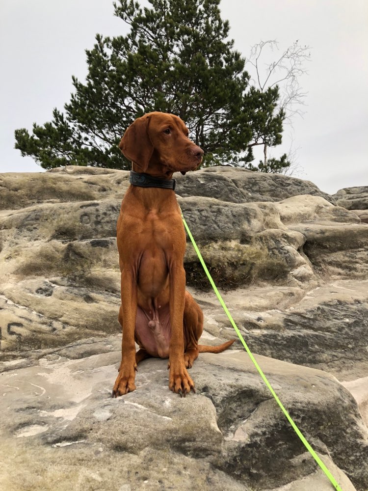 Hundetreffen-Gassi u. Spielrunde-Profilbild
