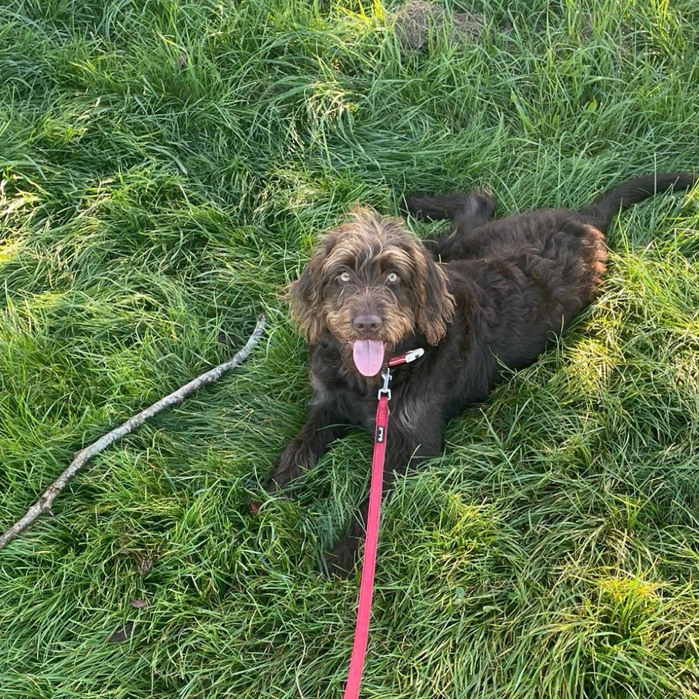 Hundetreffen-Spielen und Gassi gehen, Leinen führig trainieren-Profilbild