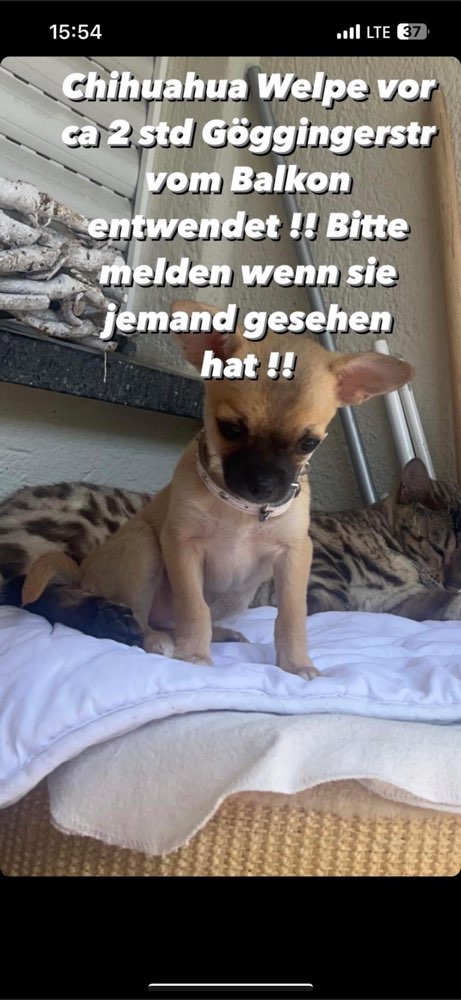 Suchmeldung-Chihuahua Welpe-Profilbild