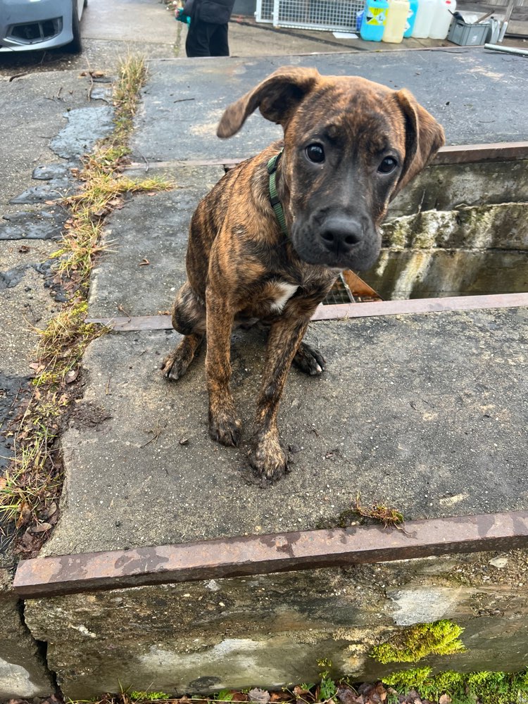 Hundetreffen-Gassi-Runde-Profilbild