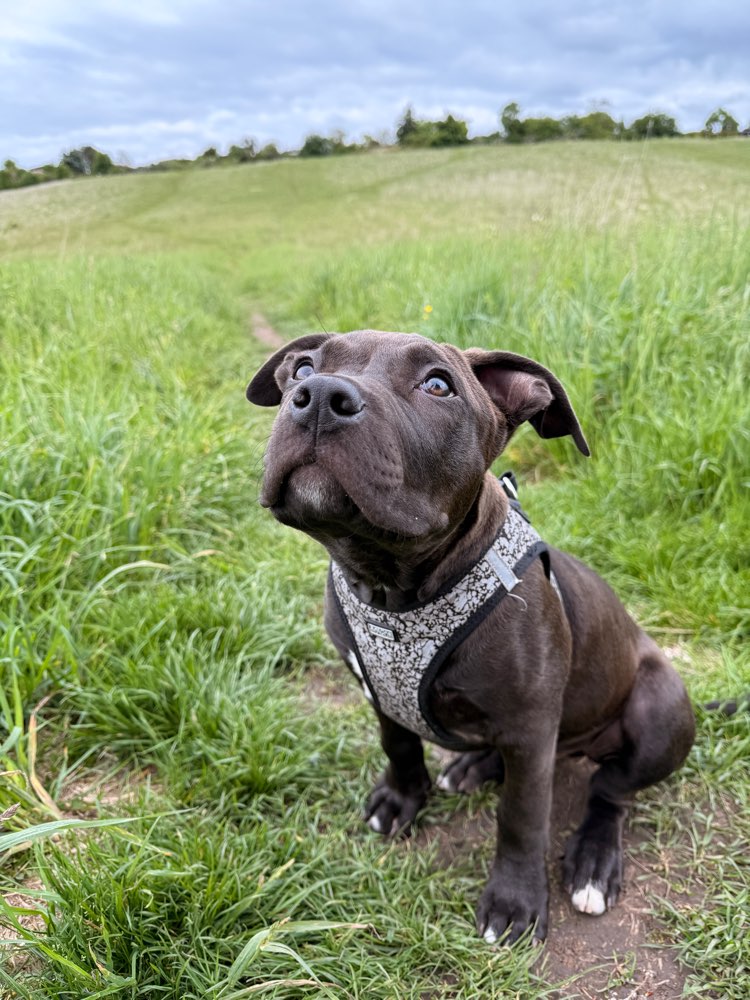 Hundetreffen-Welpentreffen Erfurt-Profilbild