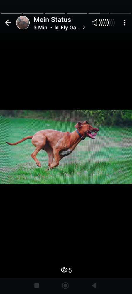 Hundetreffen-Spielpartner für RR-Hündin unter der Woche vormittags gesucht-Profilbild