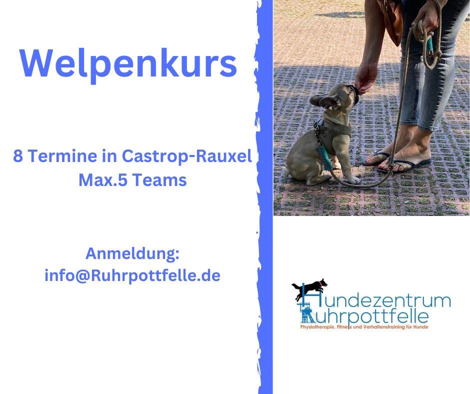 Hundetreffen-Welpenkurs ab dem 22.01.23 in-Profilbild