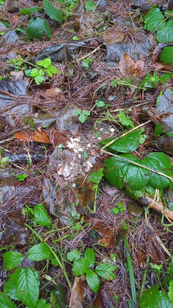 Giftköder-Potentielles Gift-Profilbild