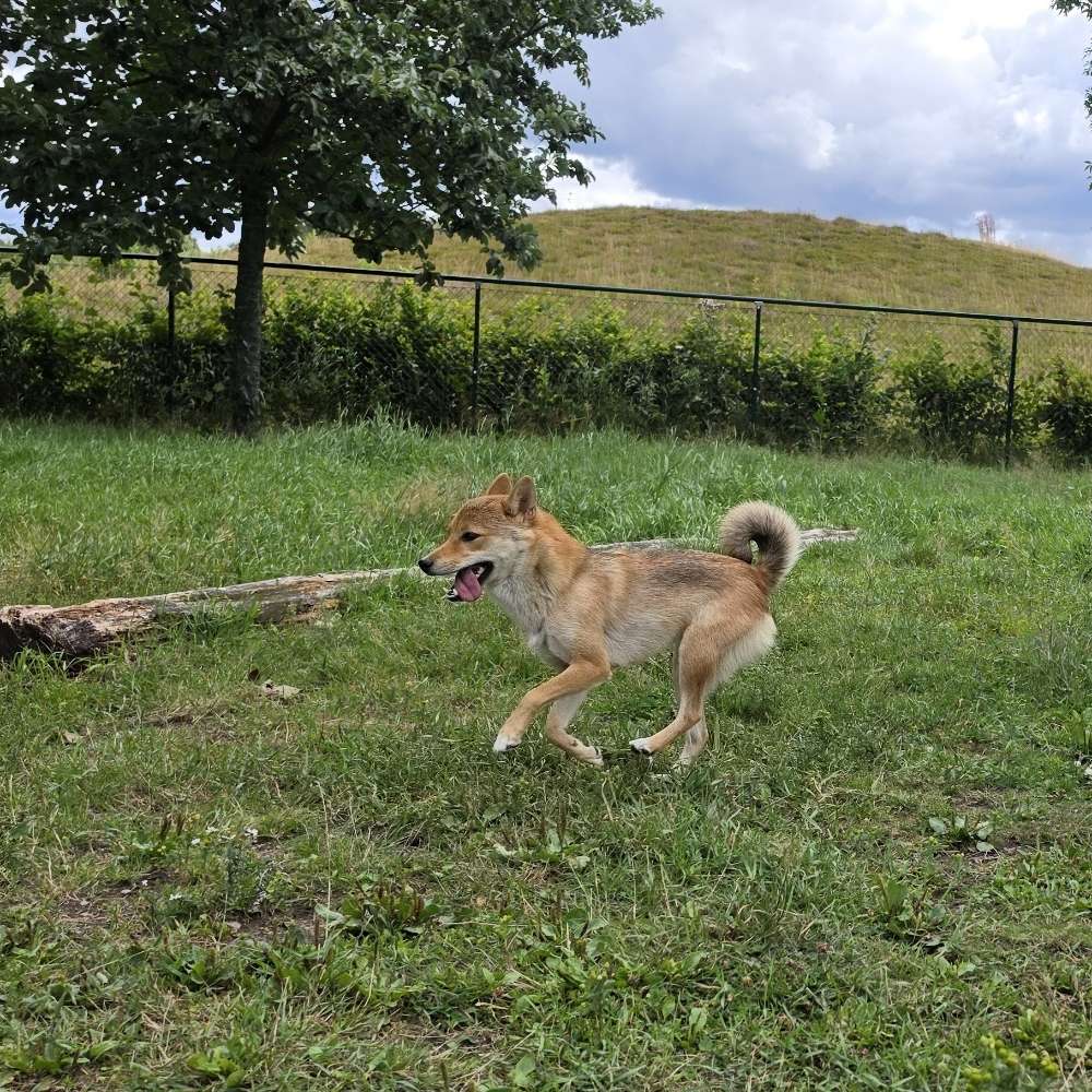 Hundetreffen-Shiba Inu Treffen Garbsen-Profilbild