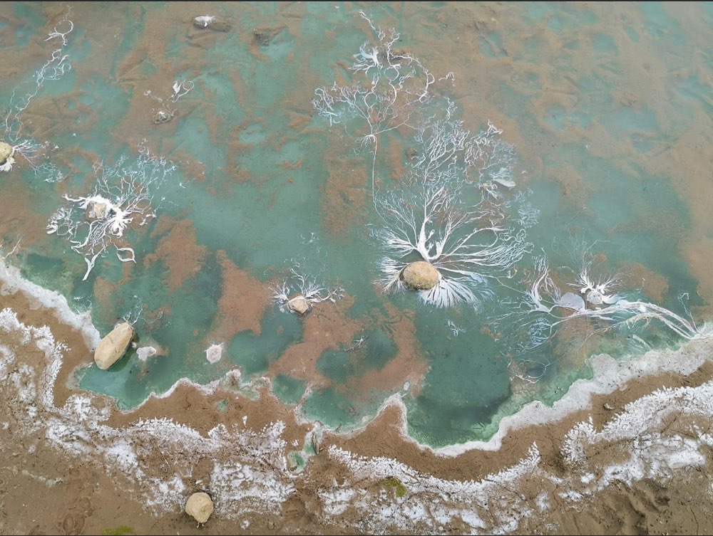 Giftköder-Blaualge am Haddorfer See-Profilbild