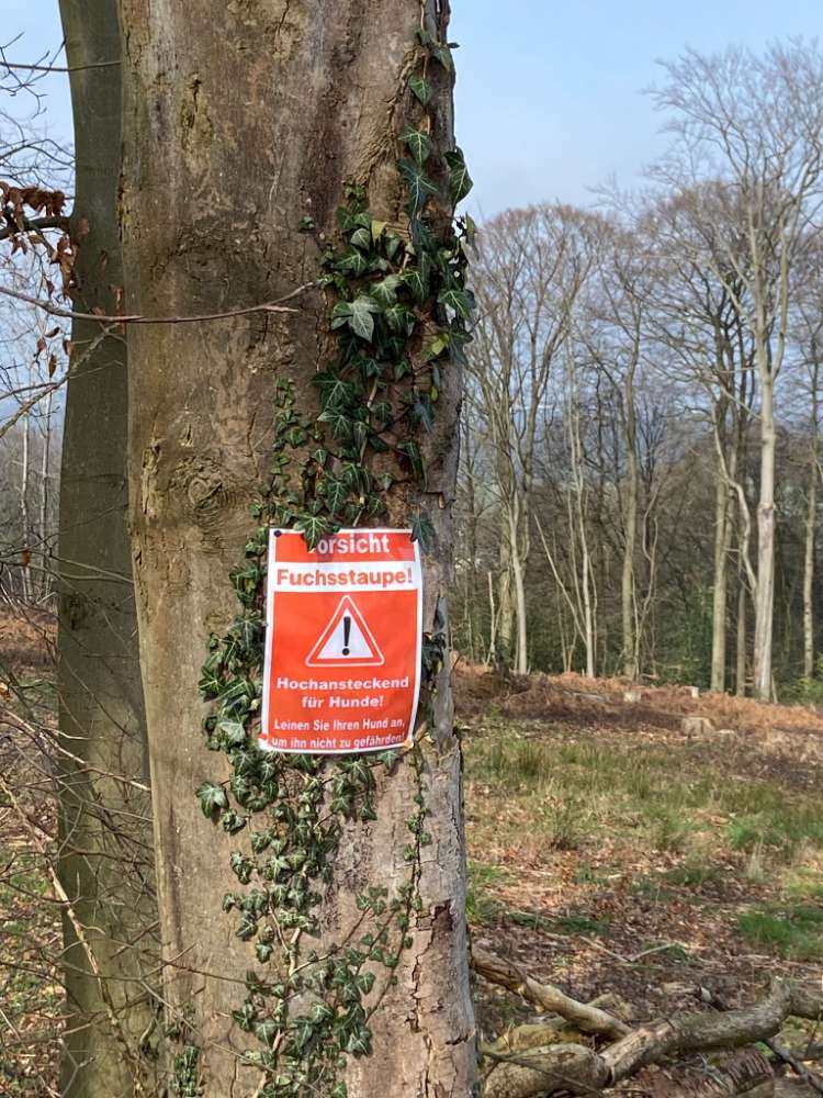 Giftköder-Warnung vor Fuchsstaupe!-Profilbild