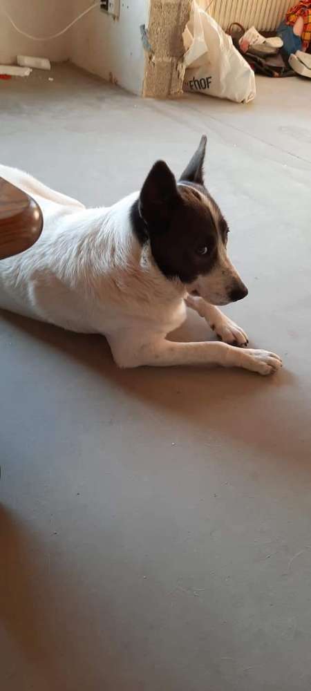 Hundetreffen-Alle Hunde-Profilbild