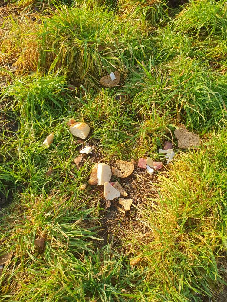 Giftköder-Brot-, Wurst- und Käsestücke-Profilbild