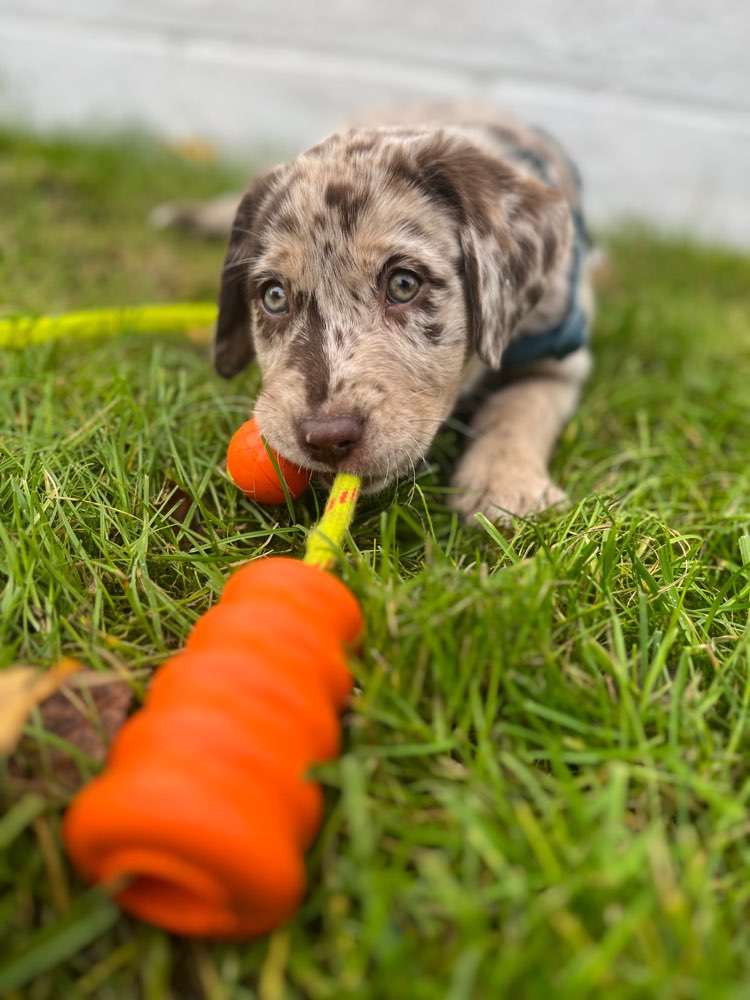 Hundetreffen-Welpentreff Köln Seeberg und Umgebung-Profilbild