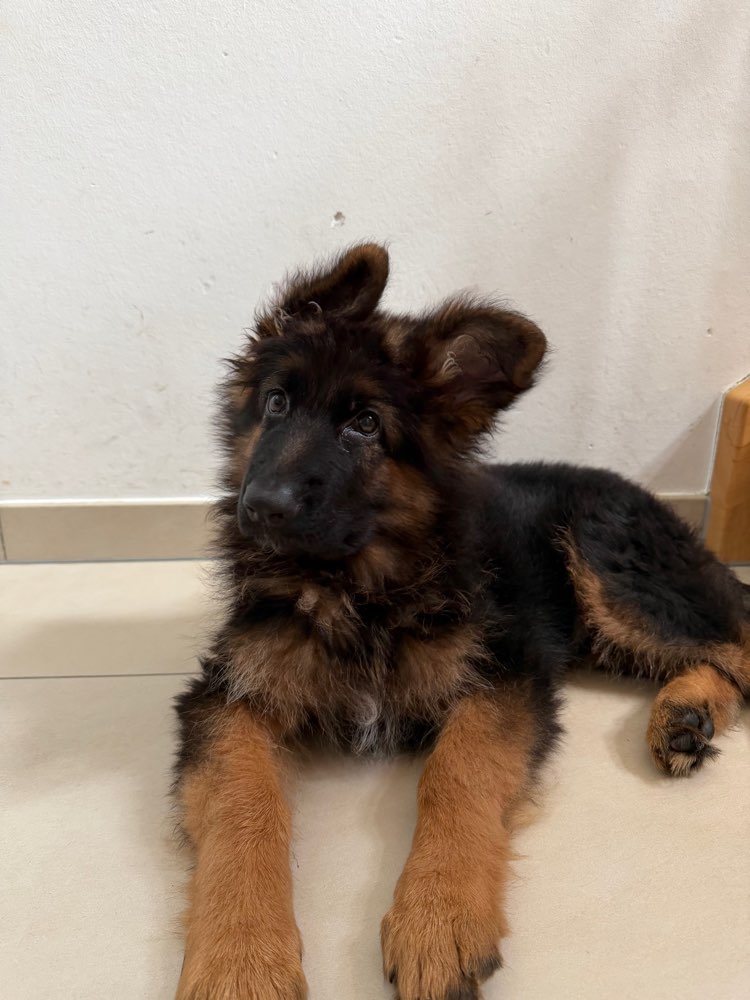 Hundetreffen-Suchen dringend Spielgefährten für Ayck-Profilbild