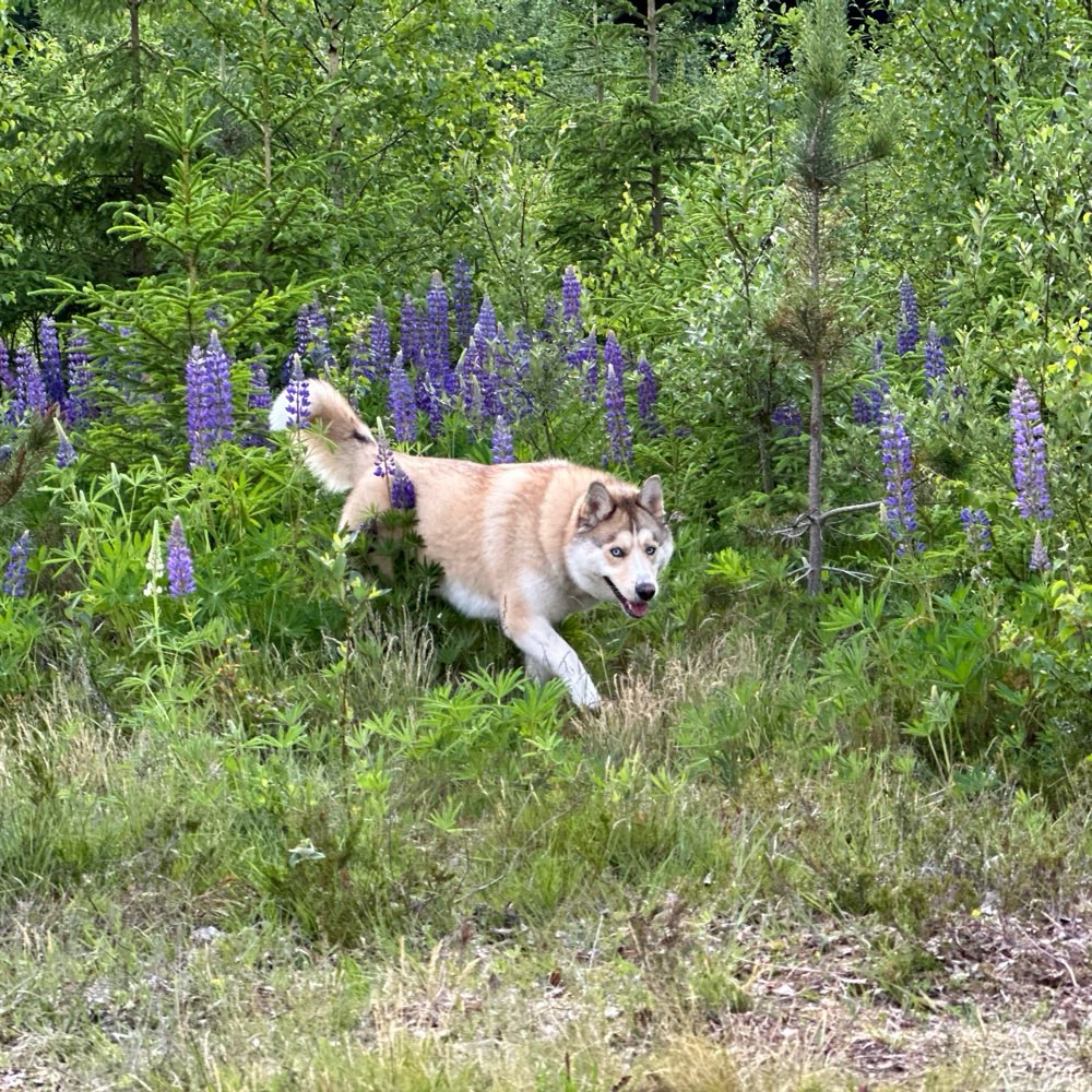 Hundetreffen-Kleine Wanderungen-Profilbild