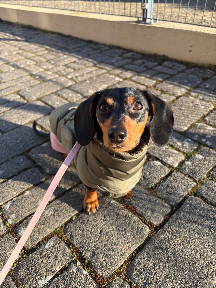 Hundetreffen-Spielgefährten & Gassirunden-Profilbild