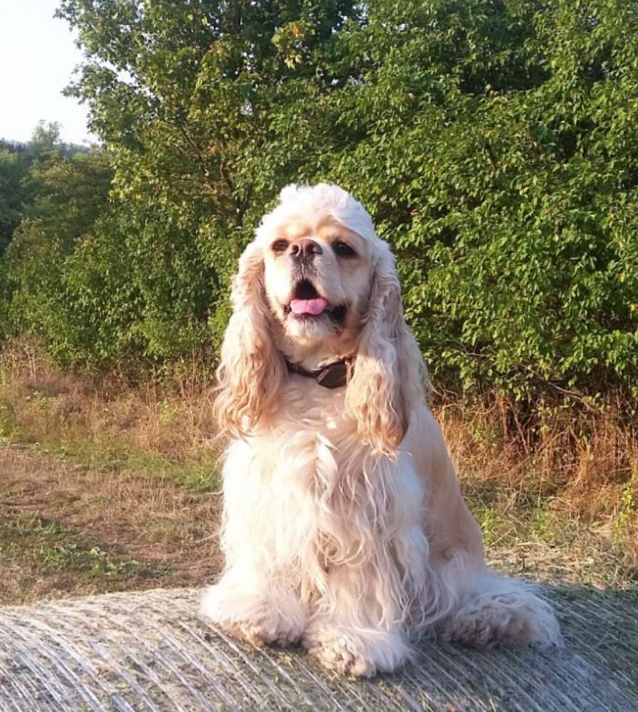 Hundetreffen-Winzerla Hundewiese-Profilbild