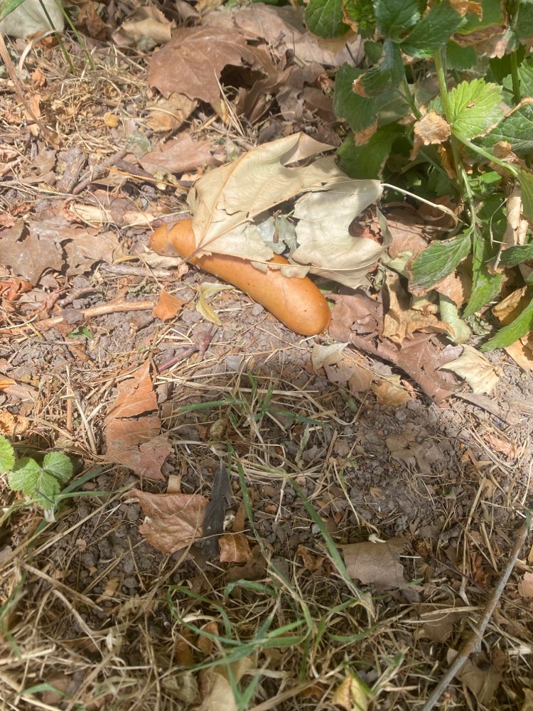 Giftköder-Eventuell Giftköder Sportplatz-Profilbild