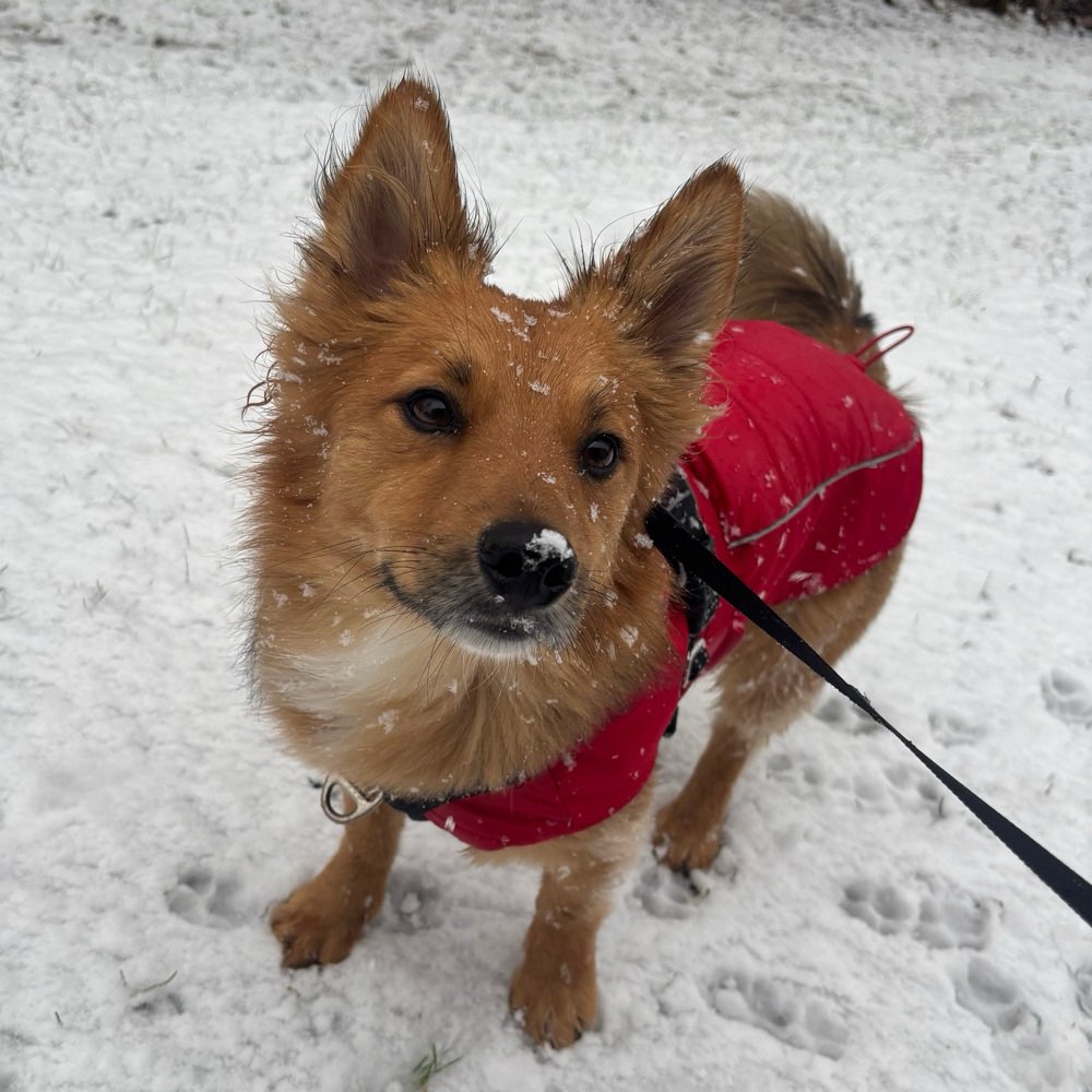 Hundetreffen-Spielfreund gesucht-Profilbild