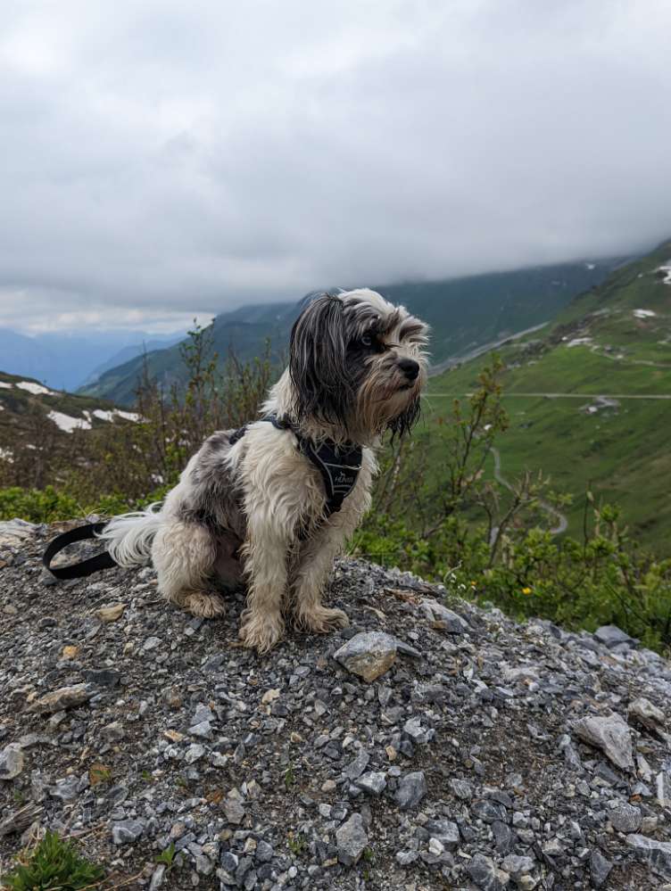 Hundetreffen-Playdate & Spaziergänge-Profilbild