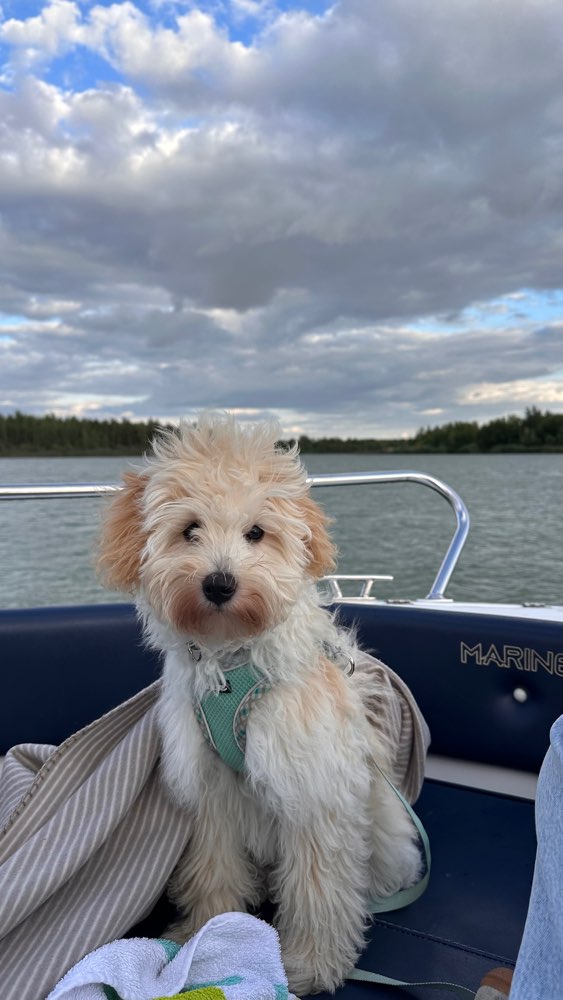 Hundetreffen-Fellfreunde für Eddy 🫧-Profilbild
