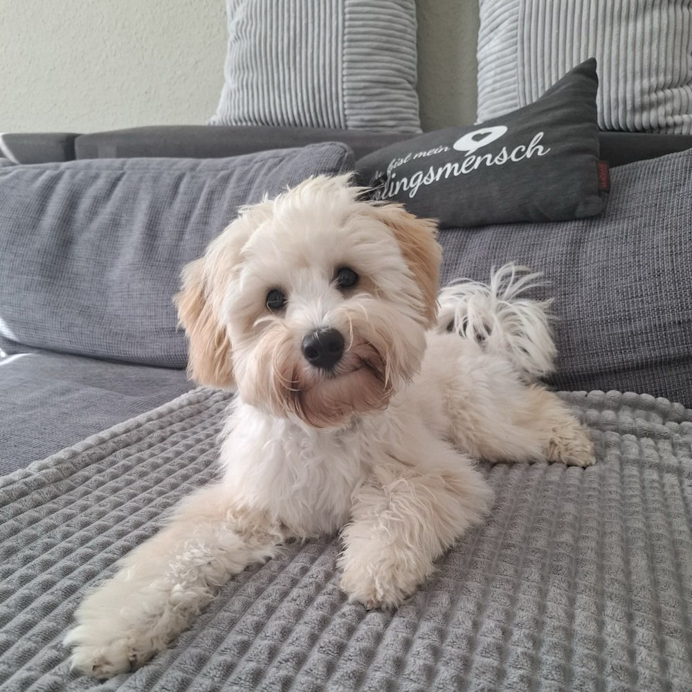 Hundetreffen-Fellfreunde für Eddy 🫧-Profilbild