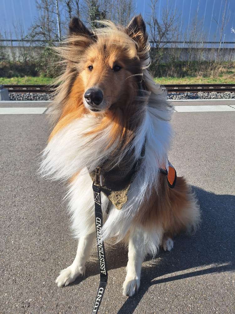 Hundetreffen-Gemeinsam spazieren :)-Profilbild