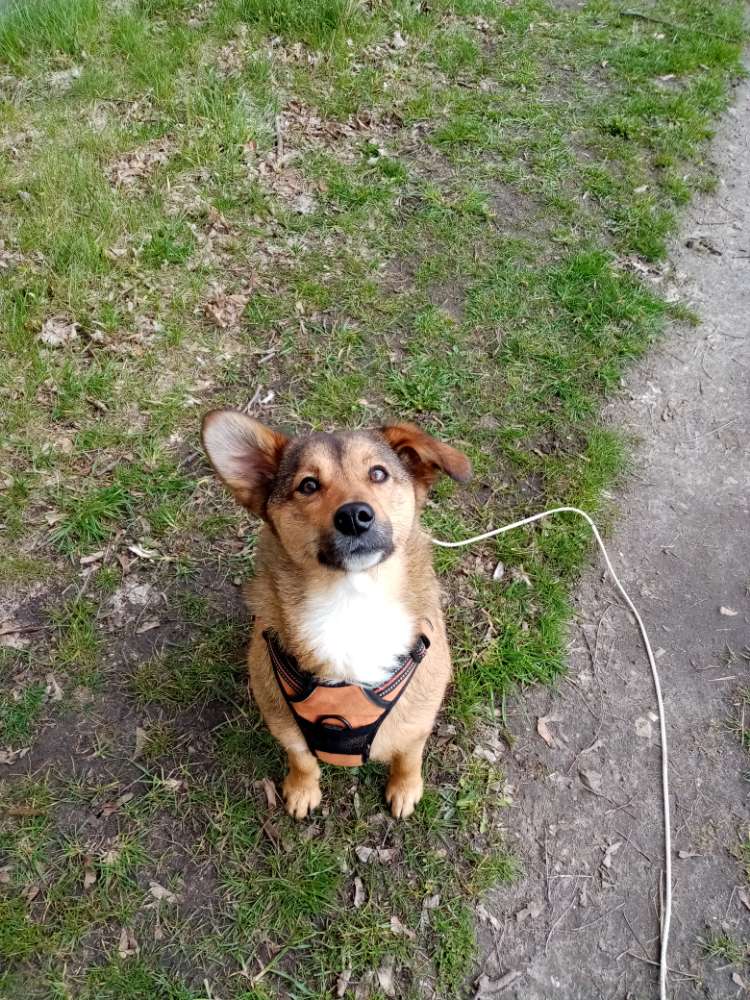 Hundetreffen-Hundefreunde für Sunny-Profilbild