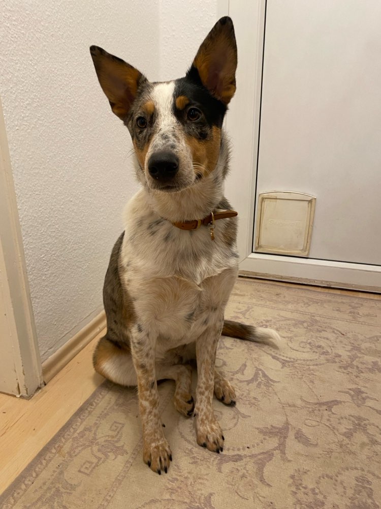 Hundetreffen-Spaziergängs- oder Trainibgspartner gesucht-Profilbild