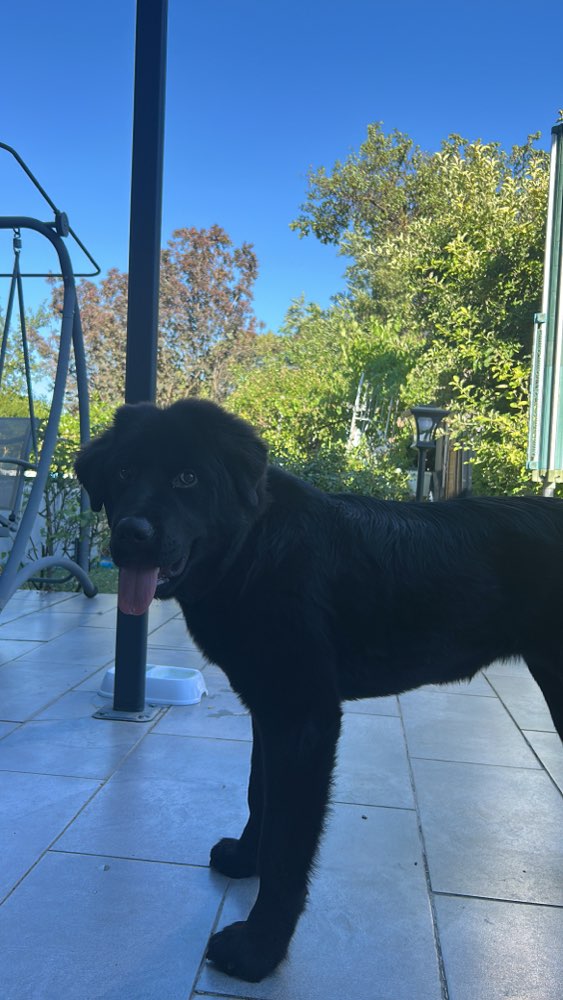Hundetreffen-Playdate & Gassi Treffen-Profilbild