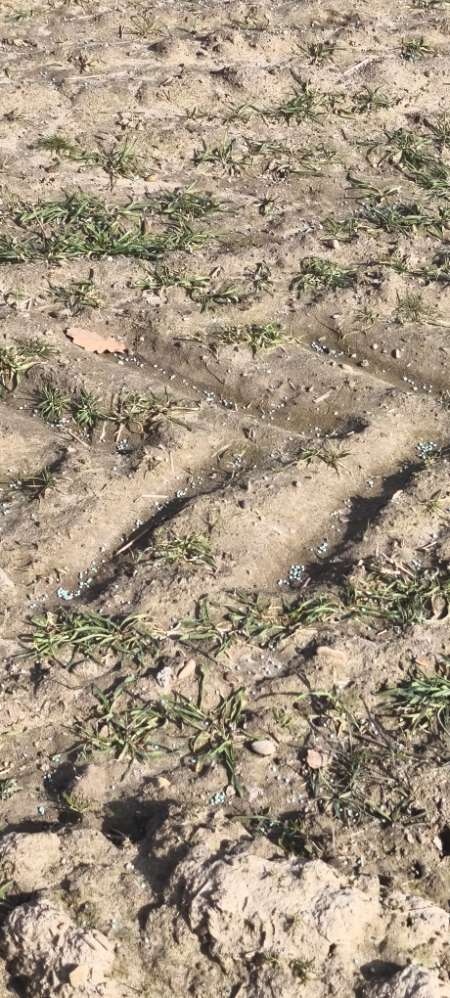 Giftköder-Blaue Düngermittelkörner auf Feldern-Profilbild