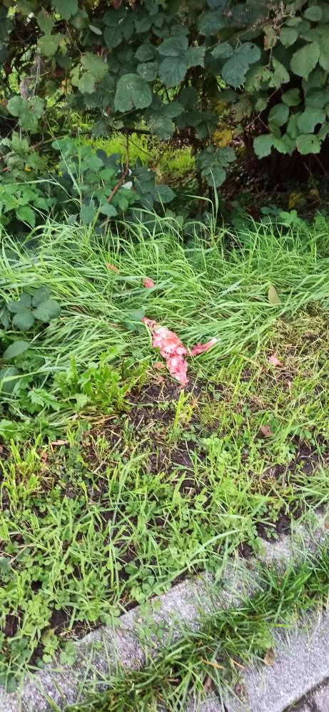 Giftköder-Frisches Fleisch-Profilbild