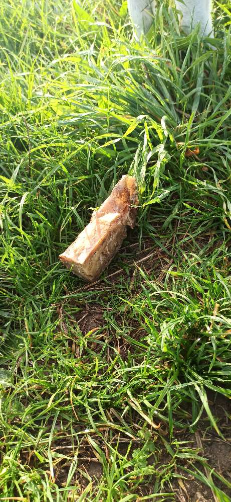 Giftköder-Kauknochen o.ä. Feld-Profilbild