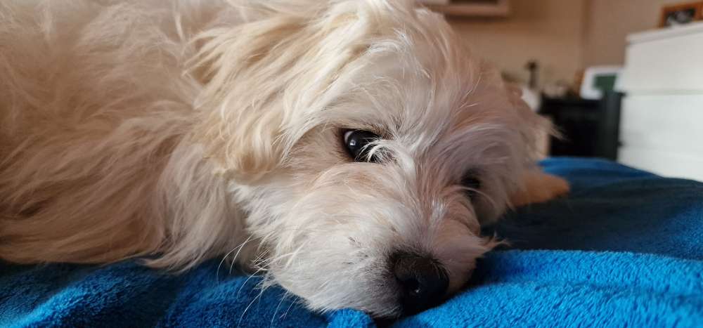 Hundetreffen-Spielstunde für Welpen und Junghunde-Profilbild